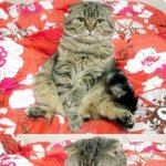 마요네의 글로 배운 베이킹