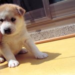 [허스키<b>심바</b>] 꼬마 <b>심바</b>의 성장기