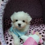 22년동안 강아지를 못만진 제가 처음으로 키우는저의 또또를소개할게용