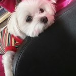 전남<b>광양</b>중마동올레사거리에서 울아롱이를잃어버렸어요ㅠ