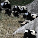 <b>동물</b>들의 귀여운 먹방짤들.jpg