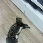 [꼭봐주세요] 동물병원과실...어떻게해야할지 조언 꼭꼭 부탁드려요...