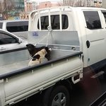 <b>트럭</b>에강아지..불법아닌가요?