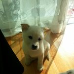 4개월 반된 멍구 성장기~