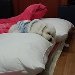 피곤한 강아지 "곤"이 이야기..*스압주의*