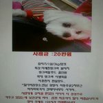 [도와주세요!!] 강아지를 잃어버렸습니다.