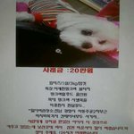 <b>전남</b> 광양시 강아지좀 찾아주세요 !!