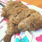 똥강아지 <b>포니</b>자랑 ~!