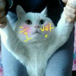 [우리고양이] <b>호빵이</b>와 동거즁~