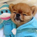 마음이 <b>따듯</b>해지는 강아지 미소 모음