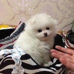 [포메브숏] 포메아쫑 브숏먼지 <b>개냥</b>의 동거