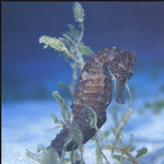 [인피니트] 해마해마해<b>애마</b>