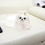 정퍼피 공지<b>사항</b> 정퍼피클럽에서 알려드립니다! 강아지의 사회성