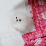 정퍼피클럽 강아지를 행복하게 만드는 40가지 방법 !!