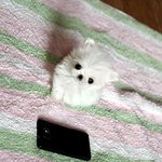 [정<b>퍼피</b>클럽] 정<b>퍼피</b>에서 알려 드립니다!! '1편' 애견목욕
