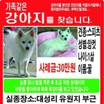 대성리에서 잃어버린 스피츠찾고있어요 한번씩만 봐주세요 ..