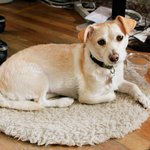 [회사생활] 뉴욕 생활 4년차의 스타트업 인턴일지 -2-