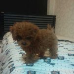 강아지 때리면 말듣나요?