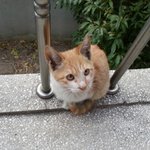 교통사고 당한채 살려달라고 찾아온 길냥이ㅠㅠ 서명 꼭 부탁드릴께요