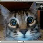 [짠짜] <b>집사</b>가 작은 상자에 갇혔다
