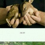 [짠짜] 앙증맞은 <b>동물</b>의 <b>새끼</b>들