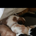 [카발리아] 아기 카발리아 '엘사' 생활기