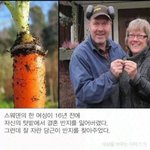 [유머] 당근이 찾아준반지.<b>jpg</b>