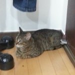 [도와주세요] 고양이<b>분양</b>받았어요~ 코숏인가요? 뱅갈인가요?
