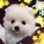 [포메송이] 4개월 포메아가 송이