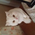 이 고양이 무슨 <b>종이</b>죠??