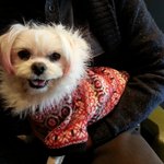 어여쁜 말티 <b>남아</b>가 갈곳이 없어요....ㅜ.ㅜ