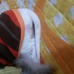 고양이 피부병
