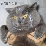 억울한 <b>표정</b>이 귀여운 동물들