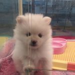 갓 4개월된 강아지 초롱이ㅣ