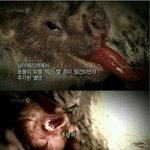 [짠짜] <b>멸종</b>돼서는 안되는 동물
