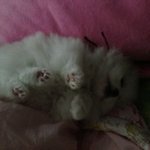 [포메브숏] 포메아쫑 브숏먼지 개냥의 동거-2