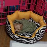 우리 율무를 소개합니다(크림 토이 푸들)