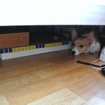 <b>새침</b>한 코기 피치를 소..소개해보아요~