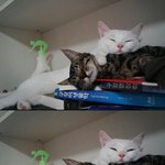 [우리고양이] <b>호빵이</b>와 동거중~2