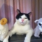 7kg 나가는 랑덩어리 이야기