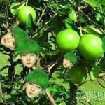 [세훈] 사실 오세훈이키우는<b>식물</b>