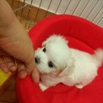 40일된 <b>아가</b> ㅜ.ㅜ 사탕이