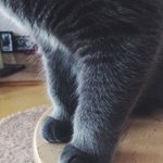 [포메브숏] 포메아쫑 브숏<b>먼지</b> 개냥의 동거-3(스압주의)