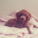 어떡하죠..?저희강아지너무걱정되네요ㅠㅠ