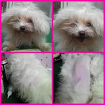 [유기동물] 추가/유기견 분양합니다 말티 여아