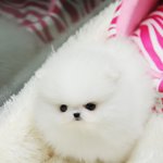 (정퍼피클럽 명언) 강아지 명언.