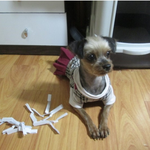 [유기견<b>미미</b>] <b>미미</b>의 평생 엄마를 찾습니다^^