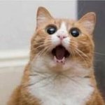 나의 어린생기 가득했던 시기는 언제? 슈퍼 씨드의 발아 생명력으로...