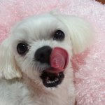 [개천이흰둥] 개천이를 소개합니다.