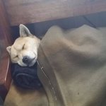 [<b>유머</b>] 30분만 더잘께.jpg